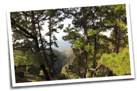 Pinienwaelder im Norden von La Palma